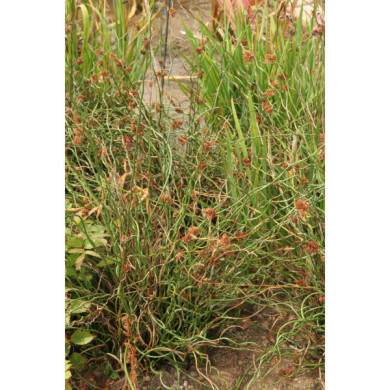 Juncus effusus 'Spiralis'