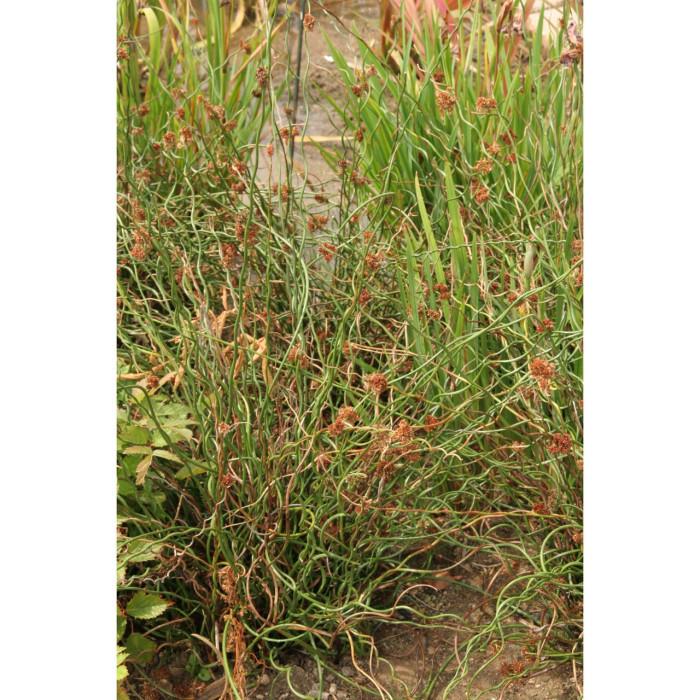 Juncus effusus 'Spiralis'