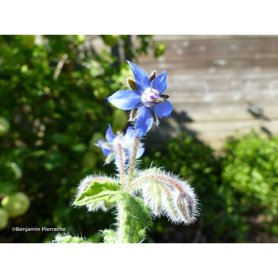 Borago officinalis
