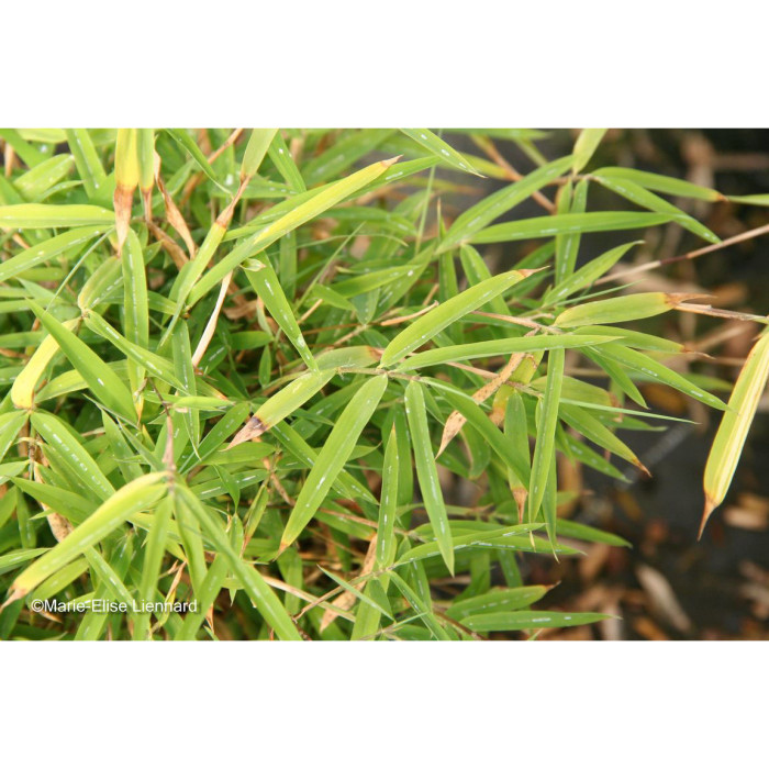 Fargesia angustissima