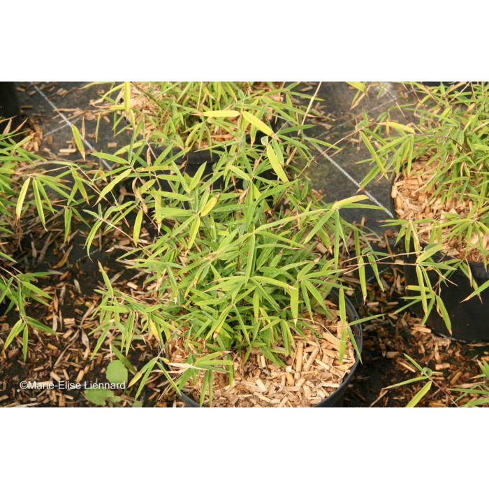 Fargesia angustissima