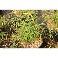 Fargesia angustissima