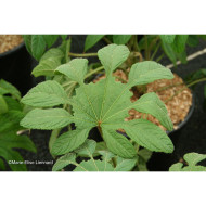Brassaiopsis mitis