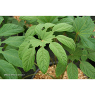 Brassaiopsis mitis