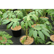 Brassaiopsis mitis