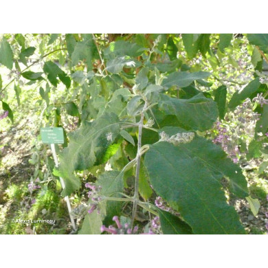 Buddleja 'Bel Argent'