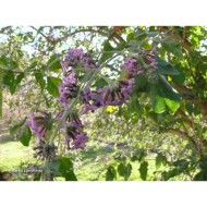Buddleja 'Bel Argent'