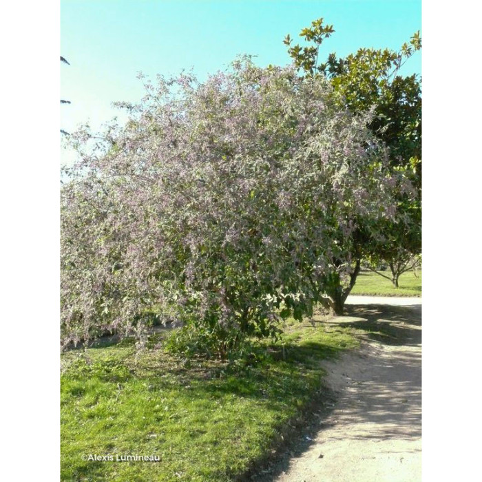Buddleja 'Bel Argent'