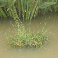 Juncus effusus 'Spiralis'