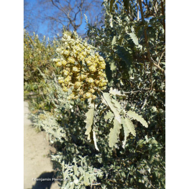 Buddleja glomerata