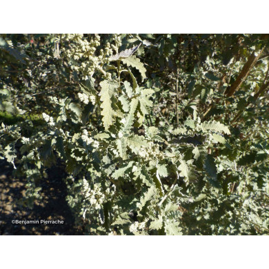 Buddleja glomerata