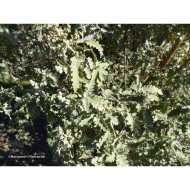 Buddleja glomerata