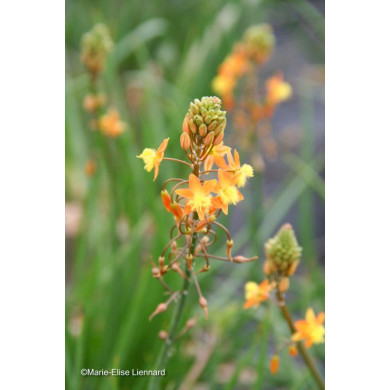 Bulbine frutescens 'Hallmarck'