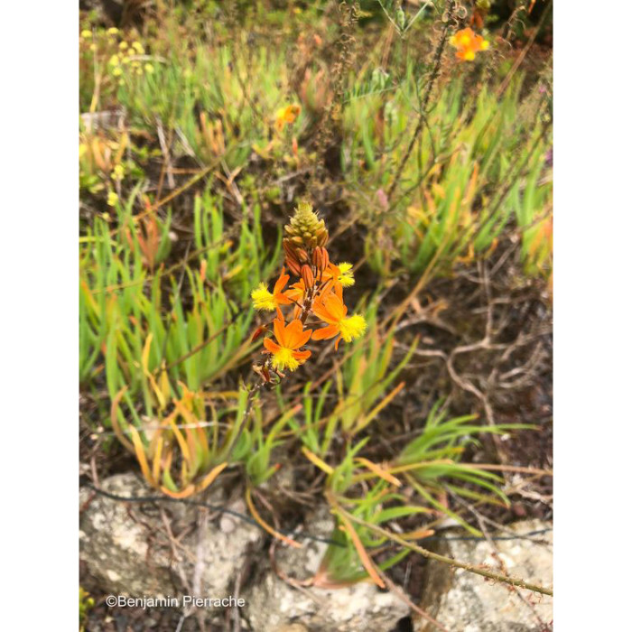 Bulbine frutescens 'Hallmarck'