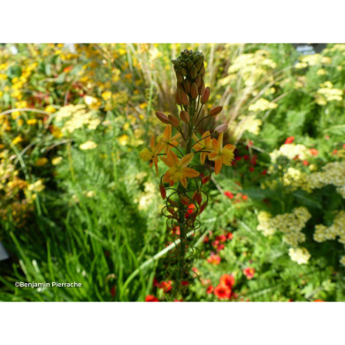 Bulbine frutescens 'Hallmarck'