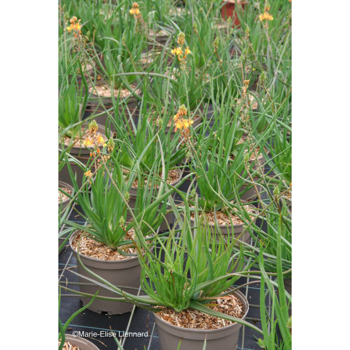 Bulbine frutescens 'Hallmarck'