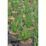 Bulbine frutescens 'Hallmarck'