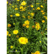 Buphthalmum salicifolium