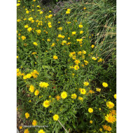 Buphthalmum salicifolium