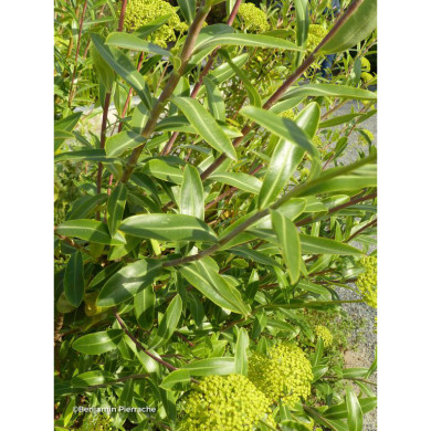 Bupleurum Fruticosum
