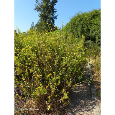 Bupleurum Fruticosum