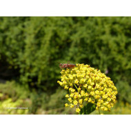Bupleurum Fruticosum