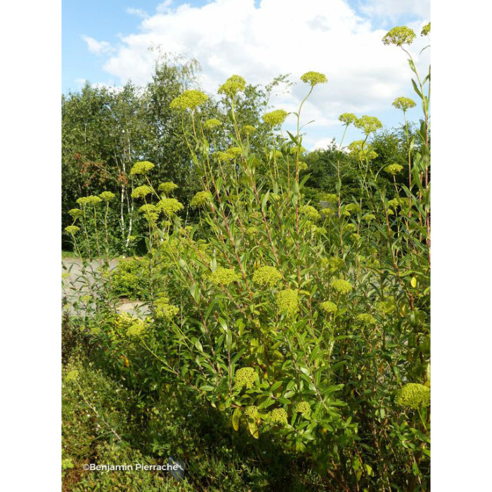 Bupleurum Fruticosum