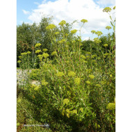 Bupleurum Fruticosum