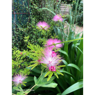 Calliandra surinamensis 'Dixie Pink'