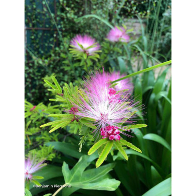 Calliandra surinamensis 'Dixie Pink'