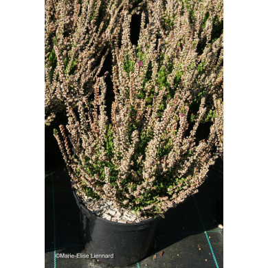 Calluna vulgaris Darkness C.O.V.