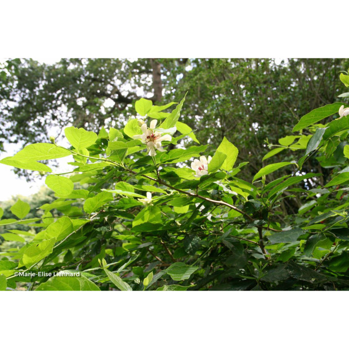 Calycanthus 'Venus'