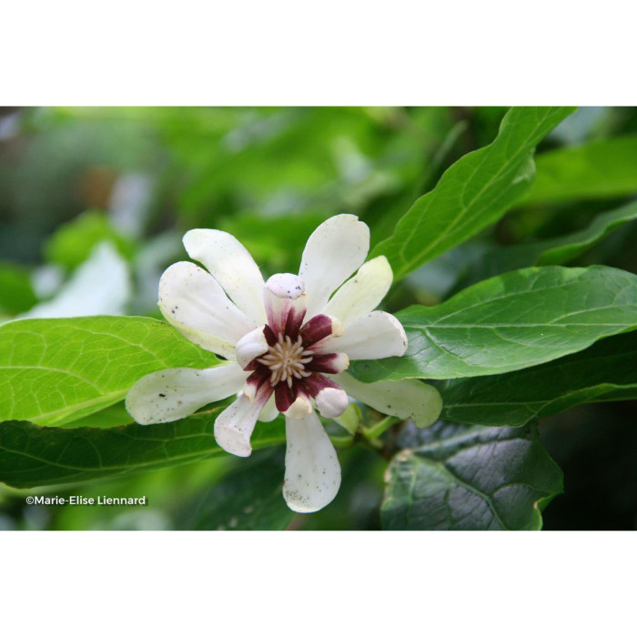 Calycanthus 'Venus'