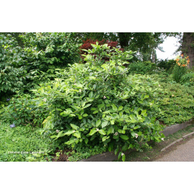 Calycanthus 'Venus'