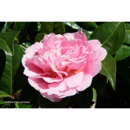 Camellia hybride El Dorado