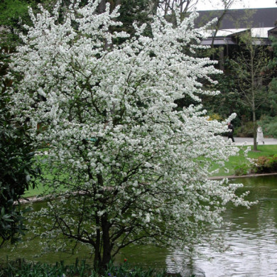 Malus EVERESTE® 'Perpetu'