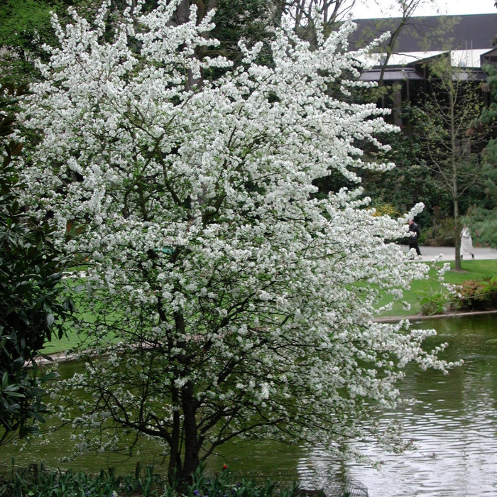 Malus EVERESTE® 'Perpetu'
