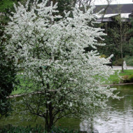 Malus EVERESTE® 'Perpetu'