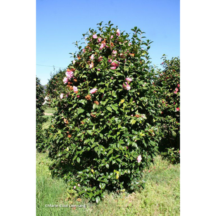 Camellia hybride El Dorado