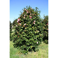 Camellia hybride El Dorado