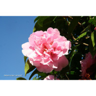 Camellia hybride El Dorado
