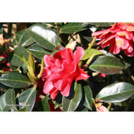 Camellia Freedom Bell