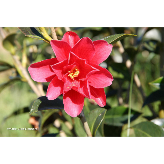 Camellia Freedom Bell