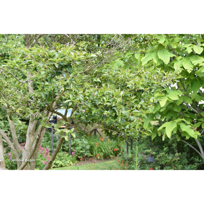 Camellia hiemalis