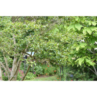 Camellia hiemalis