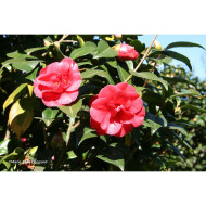 Camellia japonica 'Adolphe Audusson'