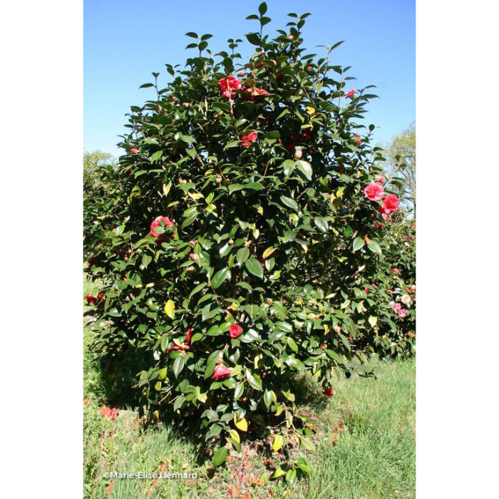 Camellia japonica 'Adolphe Audusson'