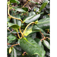 Camellia japonica Curly Lady