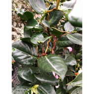 Camellia japonica Curly Lady