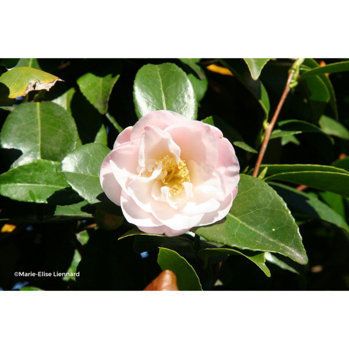 Camellia japonica Doctor Tinsley